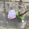●今日もまた夏日になるそうです。