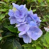 ジョギング中に見かけた草花