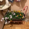 スミレ寄せ植え　その後