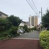 金糸梅