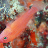 No.128 ホシクズベニハゼ (Trimma  milta)
