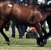 シルク、出資決定した4頭（セルキス、クロノロジスト、スイートセント、ウィキッドリーパーフェクト）の更新コメントについてのパトロール結果まとめ