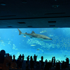 ジンベエザメを見てきました 〜沖縄・美ら海水族館