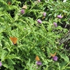 ◆'20/08/19~20   鳥海山・祓川より③…康ケルン～氷の薬師