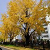 2021 京都の紅葉：中華のサカイ