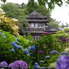 山神社のアジサイ｜宮城県遠田郡美里町