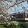 近鉄と桜の撮影　耳成公園・大和朝倉駅付近　3.27