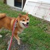 老犬ホームあん｜新人さんニコちゃん^^