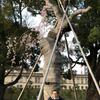植松邸桜！