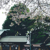 散る花に心とらわれ人かすむ（Z f + Z 40mm f/2）