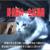 野良猫の一生は過酷