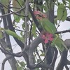 カリンと大根の花、キウイ