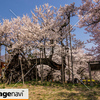 山梨県北斗市武川町　実相寺の境内にある山高神代桜３