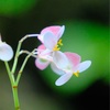 板橋区立熱帯環境植物館に行きました、その３。