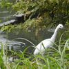 雨の中の虫たち、鳥たち