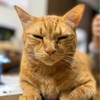 マーくん心不全でした