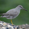 近くの県に鳥を見に行った日記（２０２２　０５１７）その３。