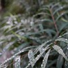 雨上がり
