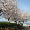 鹿児島の桜の開花は遅い？