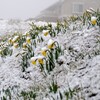 立春を過ぎたのに大雪