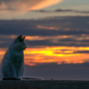 竹富島のねこさん