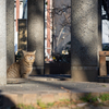 近隣繁華街のねこさん