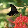 ✿彼岸花とクロアゲハを撮影しました　その②