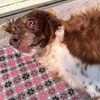 老犬ホームあん｜新人さん シェリー^^