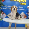 Sieupet.com-Đơn vị mua bán thú cưng uy tín trên toàn quốc