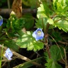 菅野徹著「町なかの花ごよみ鳥ごよみ」