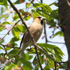 大晦の鳥シメ