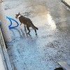 うんこ現場を見られて忍び足で逃げる猫を見ながらも何も言えずに夏