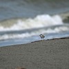 シロチドリの擬傷行動