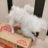 猿期がきたー