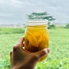 頂き物の山独活で自由研究