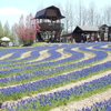 世羅高原の花たち（2）：広島県世羅町