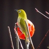 日本　散歩道の野鳥たち