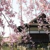 京紅枝垂桜