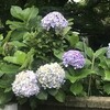 紫陽花