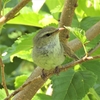 鳥撮散歩　間近に見るウグイス