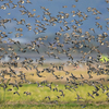 出水の野鳥たち（２０２０　１２１３）その７。