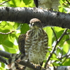 "ツミ" "オオルリ" "キビタキ"との出会い‼ほか　　野鳥撮影《第28回目》