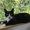 眼科の先生からのあずきのチカラと、はま寿司のマヨラー