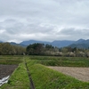 2024/04/23  火曜日　田んぼの畦にキジ