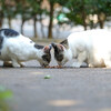 お昼ご飯を食べている猫