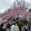 アジアな空間　その２０８３新宿御苑の桜パトロール　の巻