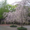 本日はいよいよライブ「常楽の春」（写真）しだれ桜