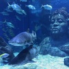 ブルームーンの３１日はAISプロモでシーライフ・バンコク水族館＆お寺でロイクラトン♪