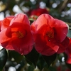 退蔵院の紅しだれ桜と椿