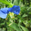 万葉名「月草」今「露草」